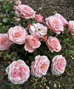 Future Forests Rosa Sexy Rexy