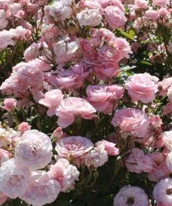 Future Forests Rosa Sexy Rexy