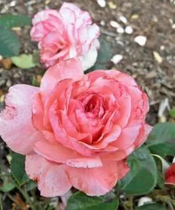 Future Forests Rosa Sexy Rexy