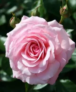 Future Forests Rosa Sexy Rexy