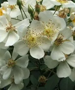 Future Forests Climbers Rosa Sir Cedric Morris - Rambling Rose
