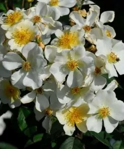 Future Forests Climbers Rosa Sir Cedric Morris - Rambling Rose