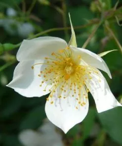 Future Forests Climbers Rosa Sir Cedric Morris - Rambling Rose