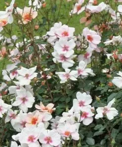 Future Forests Rosa Persica Smiling Eyes Roses