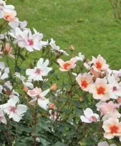 Future Forests Rosa Persica Smiling Eyes Roses