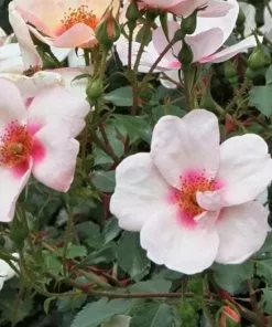 Future Forests Rosa Persica Smiling Eyes Roses