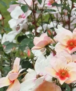 Future Forests Rosa Persica Smiling Eyes Roses