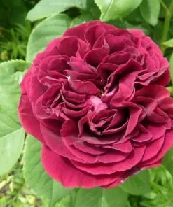 Future Forests Rosa Souvenir Du Dr Jamain - Climbing Rose Climbers