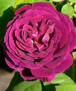Future Forests Rosa Souvenir Du Dr Jamain - Climbing Rose Climbers 9 Future Forests Rosa Souvenir Du Dr Jamain - Climbing Rose Climbers