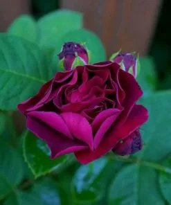 Future Forests Rosa Souvenir Du Dr Jamain - Climbing Rose Climbers 10 Future Forests Rosa Souvenir Du Dr Jamain - Climbing Rose Climbers