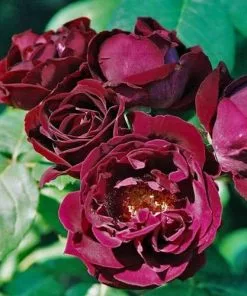 Future Forests Rosa Souvenir Du Dr Jamain - Climbing Rose Climbers 11 Future Forests Rosa Souvenir Du Dr Jamain - Climbing Rose Climbers