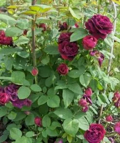 Future Forests Rosa Souvenir Du Dr Jamain - Climbing Rose Climbers 12 Future Forests Rosa Souvenir Du Dr Jamain - Climbing Rose Climbers