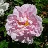 Future Forests Rosa Stanwell Perpetual - Old Shrub Rose Roses