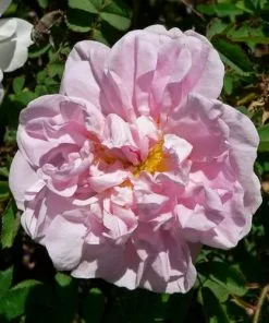 Future Forests Rosa Stanwell Perpetual - Old Shrub Rose Roses