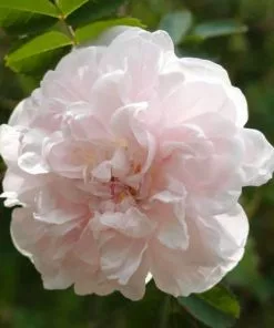 Future Forests Rosa Stanwell Perpetual - Old Shrub Rose Roses