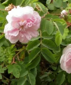 Future Forests Rosa Stanwell Perpetual - Old Shrub Rose Roses