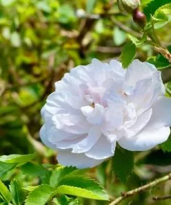 Future Forests Rosa Stanwell Perpetual - Old Shrub Rose Roses