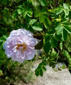 Future Forests Rosa Stanwell Perpetual - Old Shrub Rose Roses