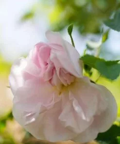 Future Forests Rosa Stanwell Perpetual - Old Shrub Rose Roses