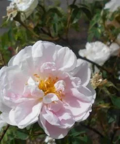 Future Forests Rosa Stanwell Perpetual - Old Shrub Rose Roses