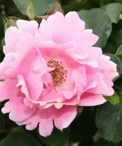 Future Forests Rosa Surrey