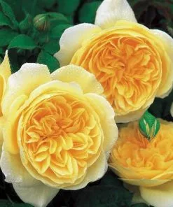 Future Forests Rosa Teasing Georgia - David Austin Shrub Rose Roses