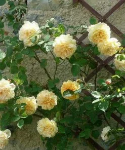 Future Forests Rosa Teasing Georgia - David Austin Shrub Rose Roses