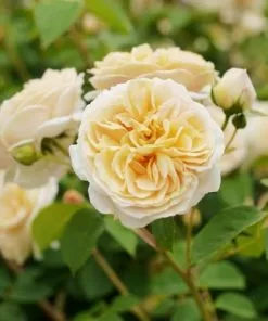 Future Forests Rosa Teasing Georgia - David Austin Shrub Rose Roses