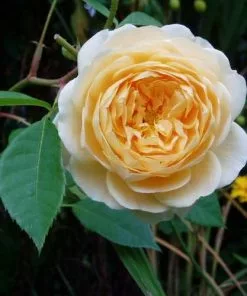 Future Forests Rosa Teasing Georgia - David Austin Shrub Rose Roses