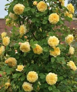 Future Forests Rosa Teasing Georgia - David Austin Shrub Rose Roses