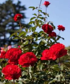 Future Forests Roses Rosa Trumpeter - Floribunda Shrub Rose