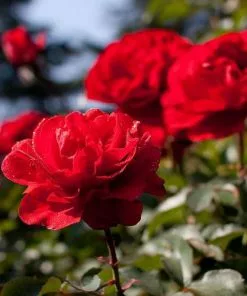 Future Forests Roses Rosa Trumpeter - Floribunda Shrub Rose