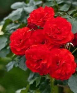 Future Forests Roses Rosa Trumpeter - Floribunda Shrub Rose