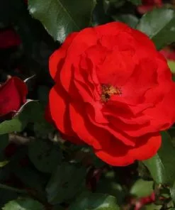 Future Forests Roses Rosa Trumpeter - Floribunda Shrub Rose