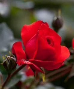 Future Forests Roses Rosa Trumpeter - Floribunda Shrub Rose