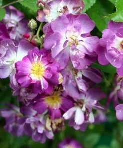 Future Forests Rosa Veilchenblau - Rambling Rose Climbers