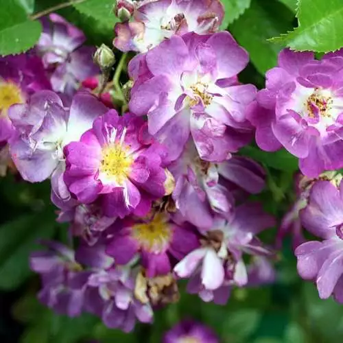 Future Forests Rosa Veilchenblau - Rambling Rose Climbers 4 Future Forests Rosa Veilchenblau - Rambling Rose Climbers