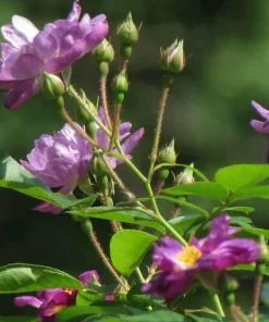 Future Forests Rosa Veilchenblau - Rambling Rose Climbers 9 Future Forests Rosa Veilchenblau - Rambling Rose Climbers