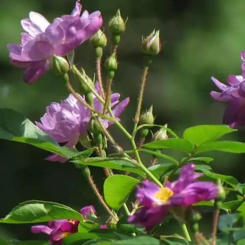 Future Forests Rosa Veilchenblau - Rambling Rose Climbers 5 Future Forests Rosa Veilchenblau - Rambling Rose Climbers