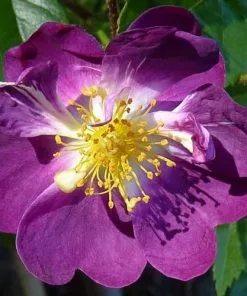 Future Forests Rosa Veilchenblau - Rambling Rose Climbers