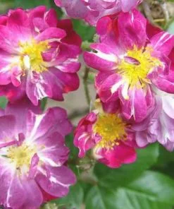 Future Forests Rosa Veilchenblau - Rambling Rose Climbers 11 Future Forests Rosa Veilchenblau - Rambling Rose Climbers