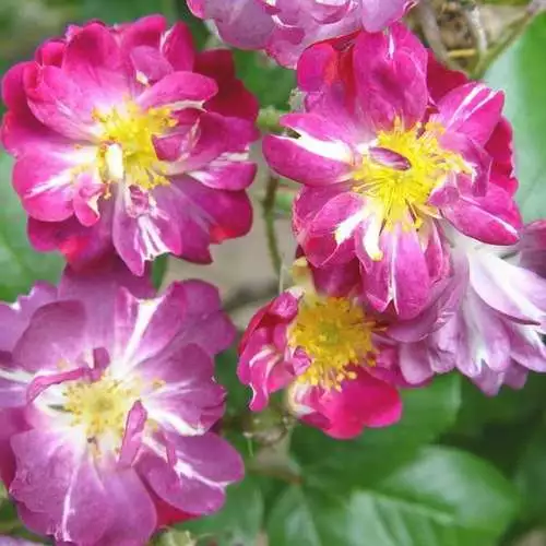 Future Forests Rosa Veilchenblau - Rambling Rose Climbers 7 Future Forests Rosa Veilchenblau - Rambling Rose Climbers