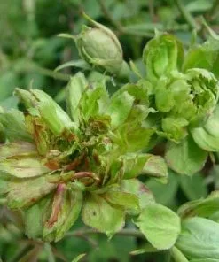 Future Forests Roses Rosa Viridiflora