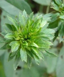 Future Forests Roses Rosa Viridiflora