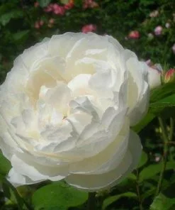 Future Forests Rosa Auscat (Winchester Cathedral)- David Austin Shrub Rose