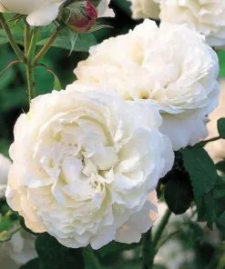 Future Forests Rosa Auscat (Winchester Cathedral)- David Austin Shrub Rose