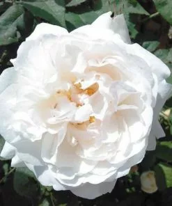 Future Forests Rosa Auscat (Winchester Cathedral)- David Austin Shrub Rose