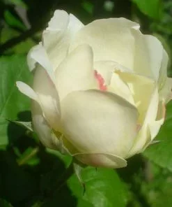 Future Forests Rosa Auscat (Winchester Cathedral)- David Austin Shrub Rose