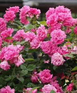 Future Forests Climbers Rosa Zéphirine Drouhin - Climbing Rose