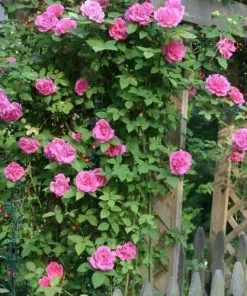 Future Forests Climbers Rosa Zéphirine Drouhin - Climbing Rose